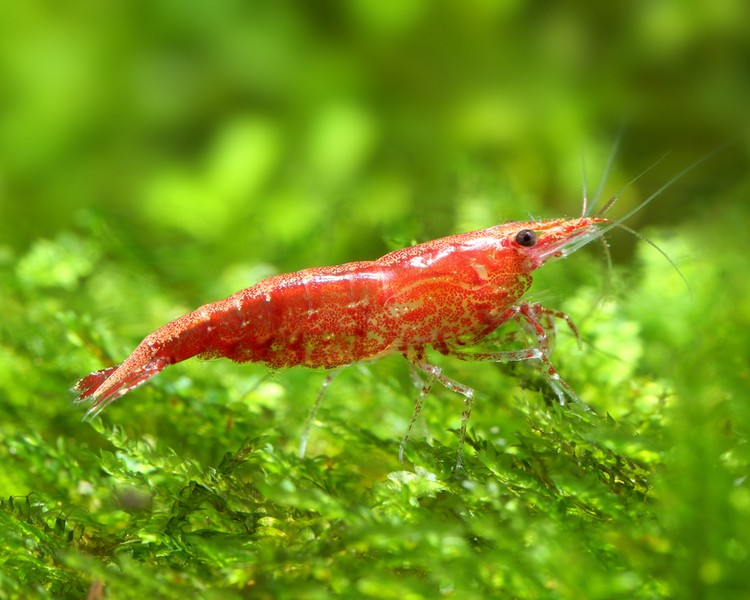 Red Cherry Shrimp ~ 1-2cm SPECIAL OFFER